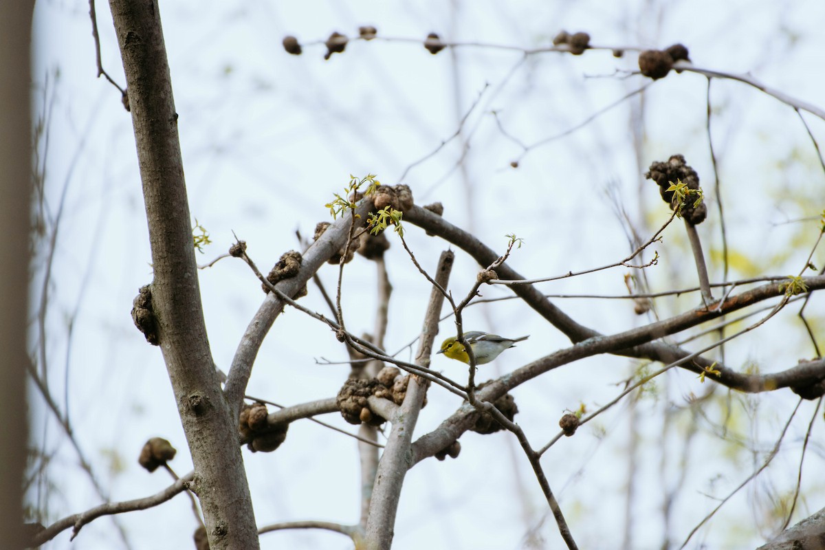 Yellow-throated Vireo - ML340356951