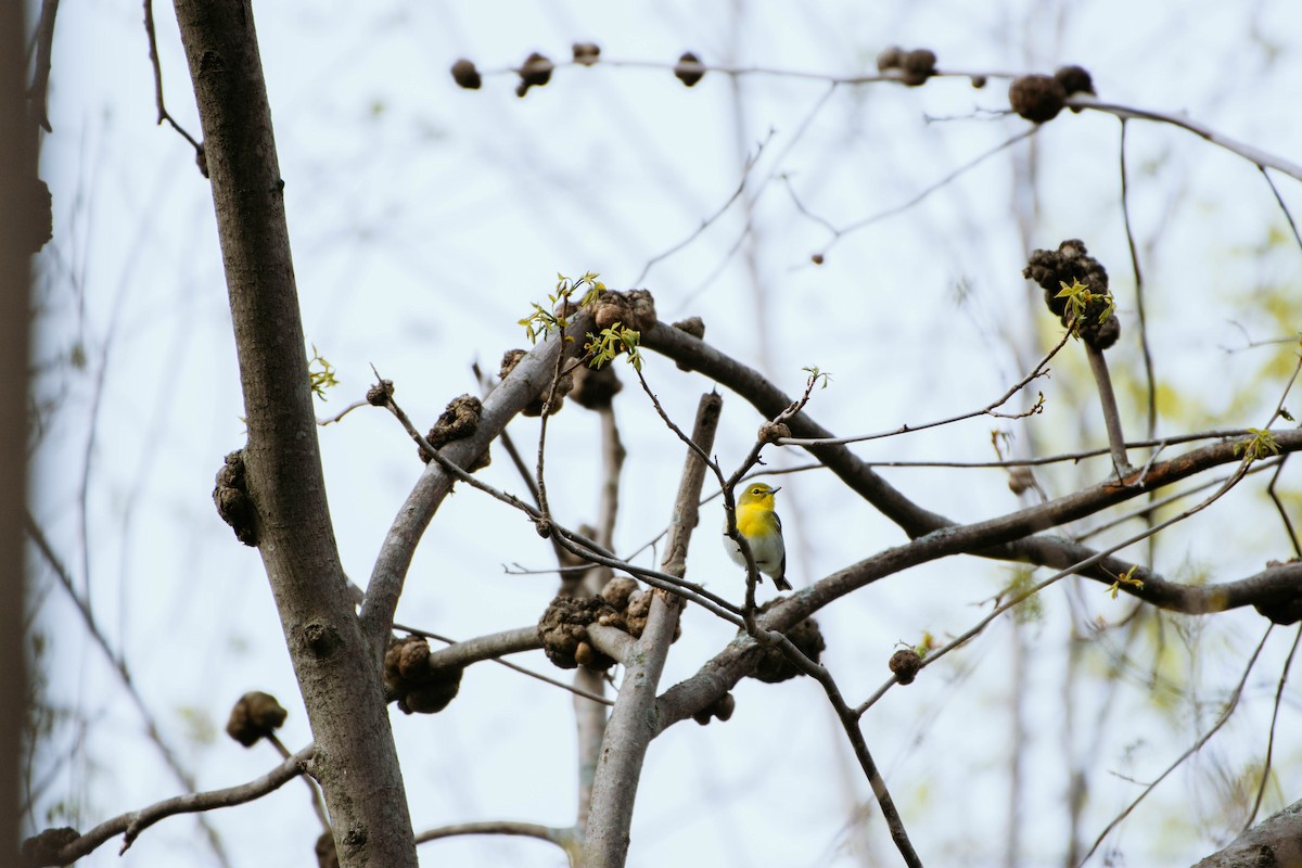 Yellow-throated Vireo - ML340356961