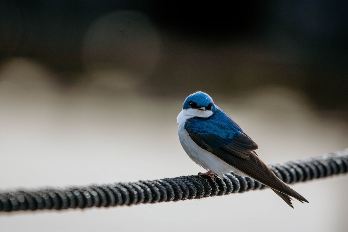 Tree Swallow - ML340357151