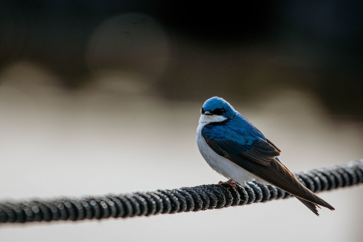 Tree Swallow - ML340357161