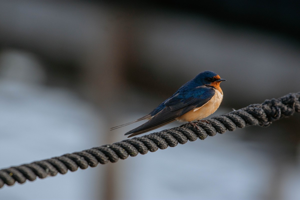 Barn Swallow - ML340357171