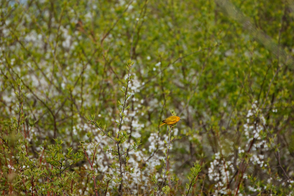 Yellow Warbler - ML340357511