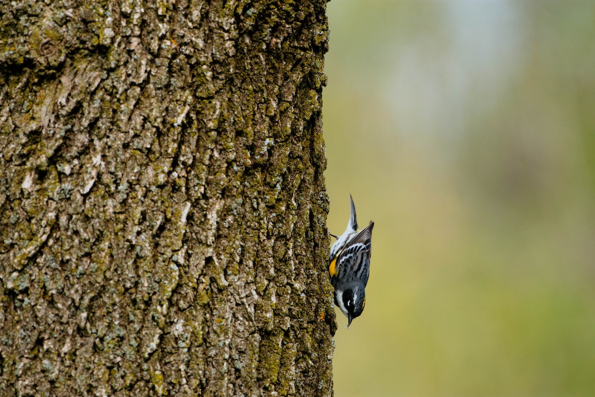 Yellow-rumped Warbler - ML340357621