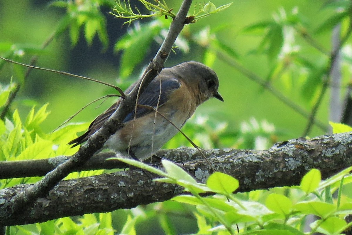 Eastern Bluebird - ML340357801