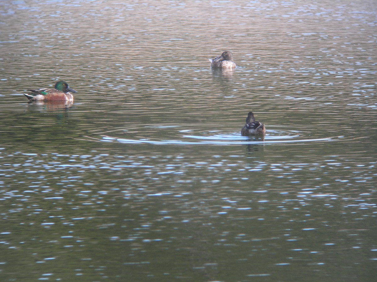 Northern Shoveler - Mark Kosiewski