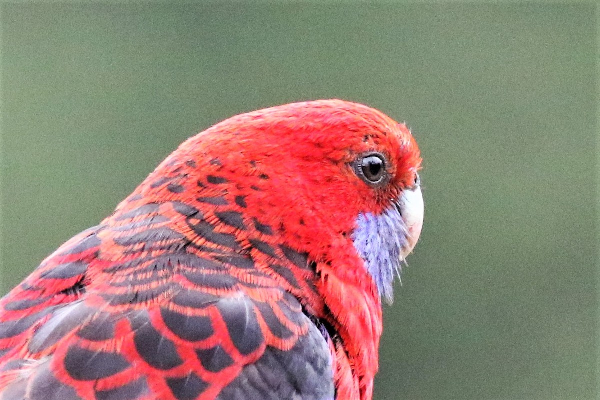 Crimson Rosella - ML340360291