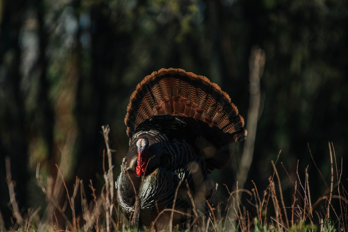 Wild Turkey - ML340361151