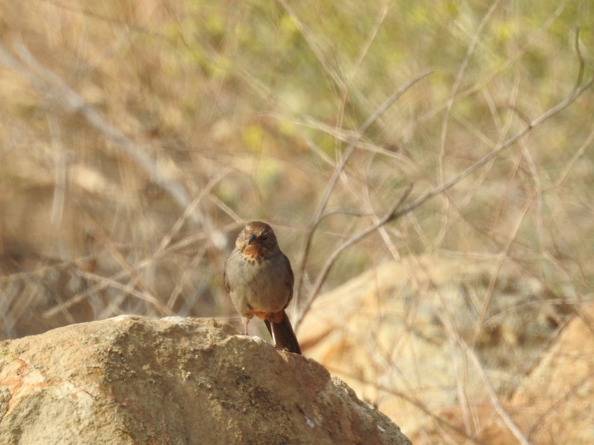 California Towhee - ML340362361