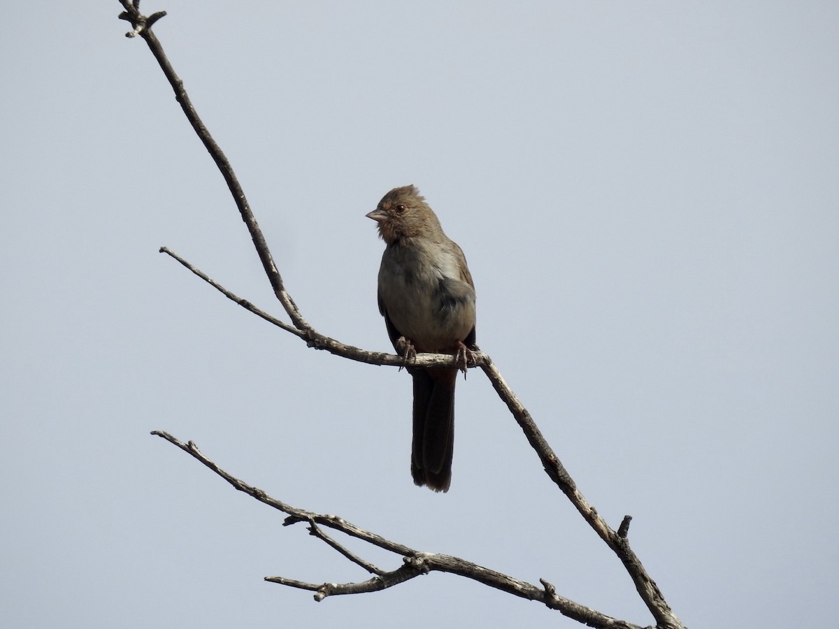 California Towhee - ML340362381