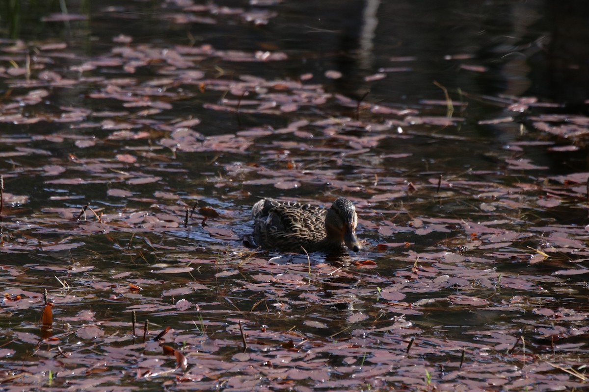 Зэрлэг нугас - ML340362651