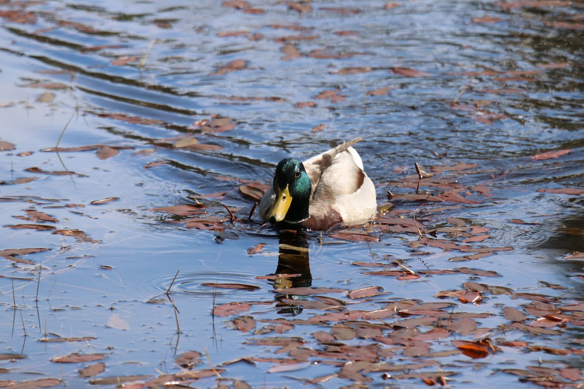 Зэрлэг нугас - ML340362661