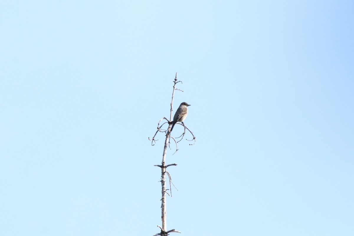 Olive-sided Flycatcher - ML340362681
