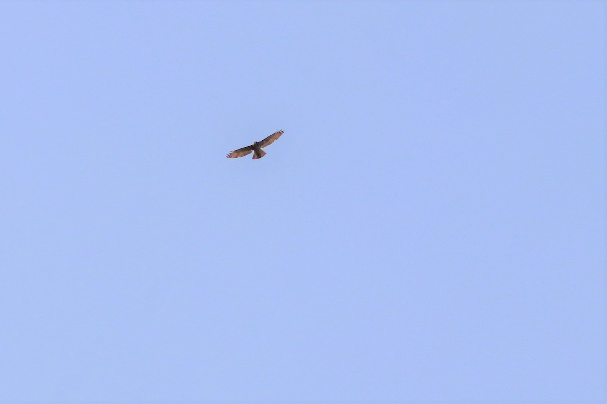 Broad-winged Hawk - ML340362691