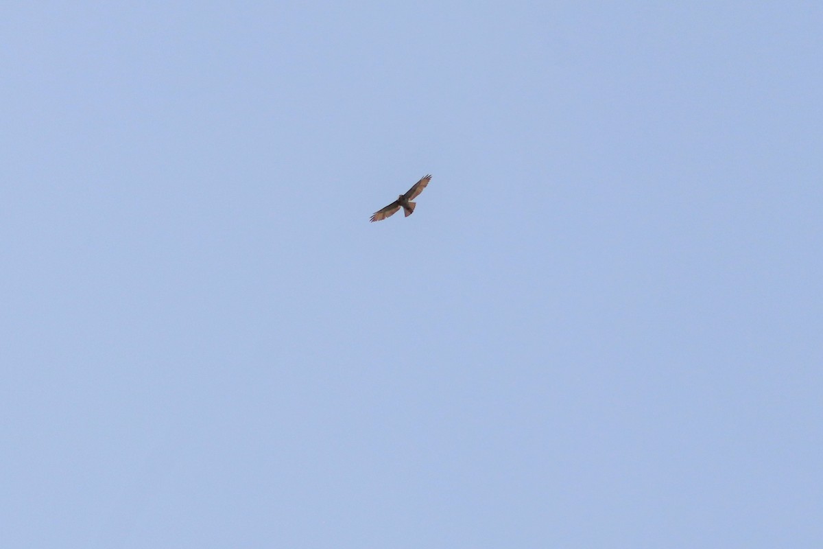 Broad-winged Hawk - ML340362701