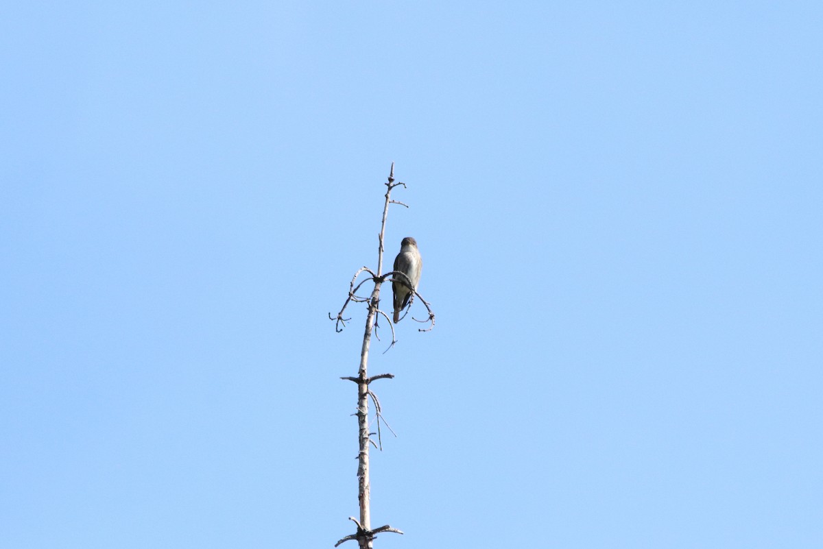 Olive-sided Flycatcher - ML340362731