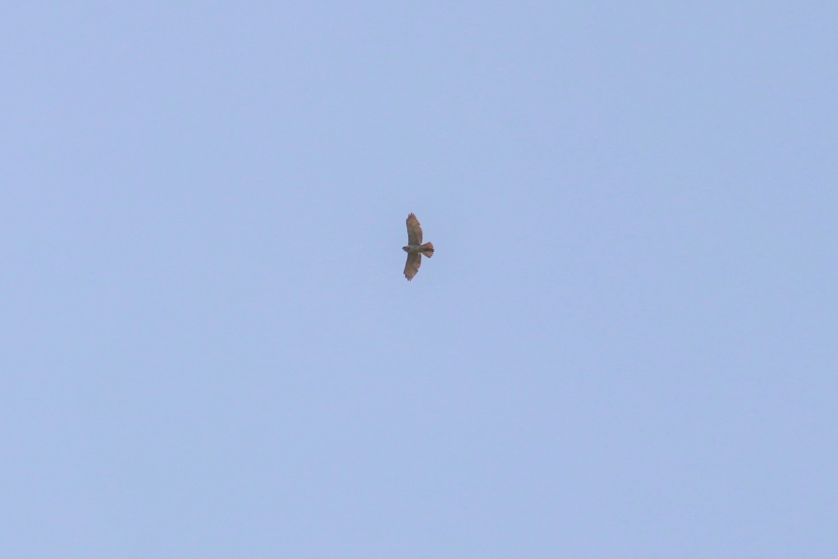 Broad-winged Hawk - ML340362871