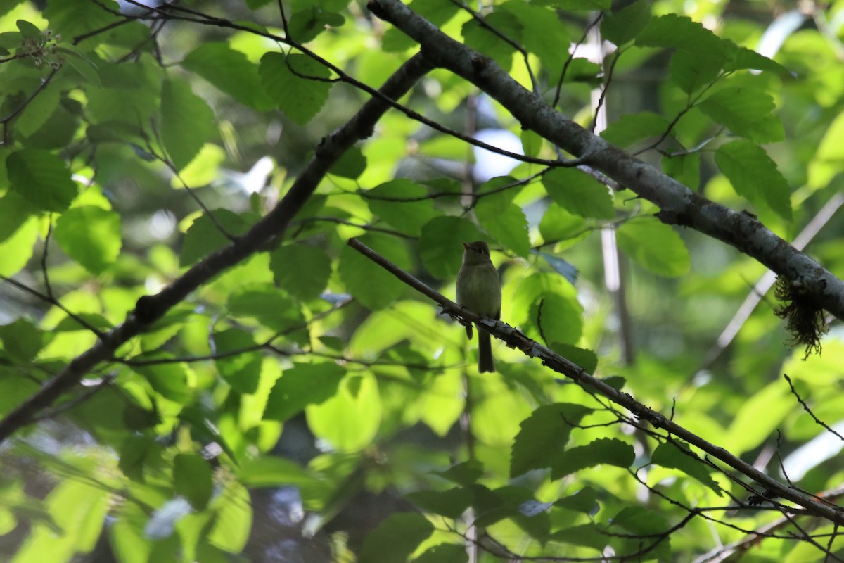 Hammond's Flycatcher - ML340362941