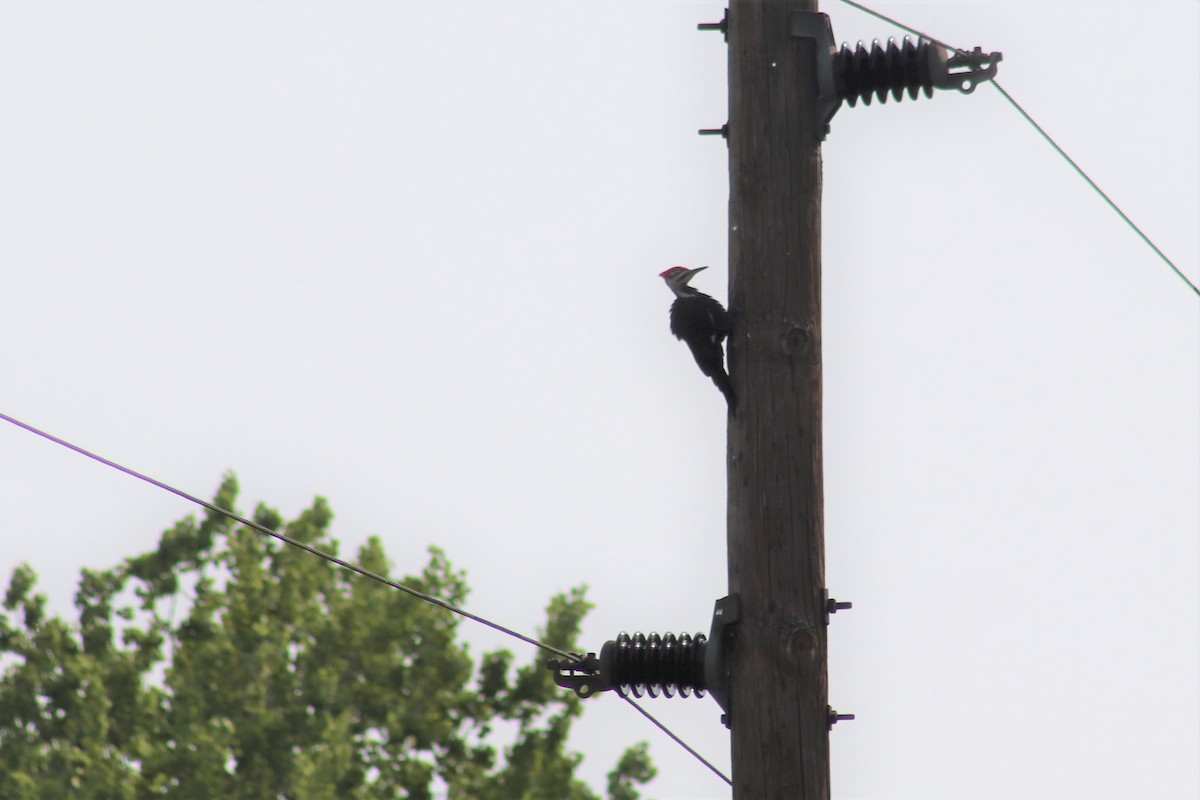 Pileated Woodpecker - ML340362971