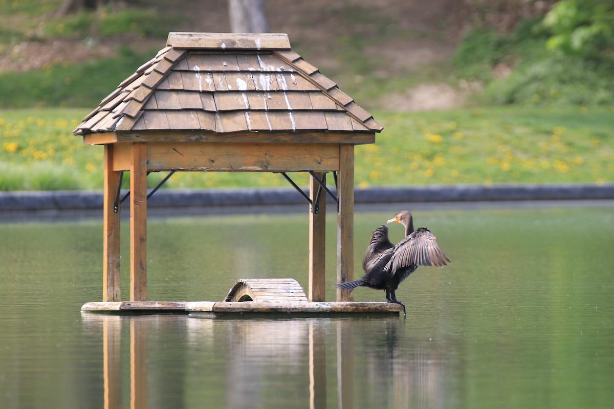 Double-crested Cormorant - ML340363031