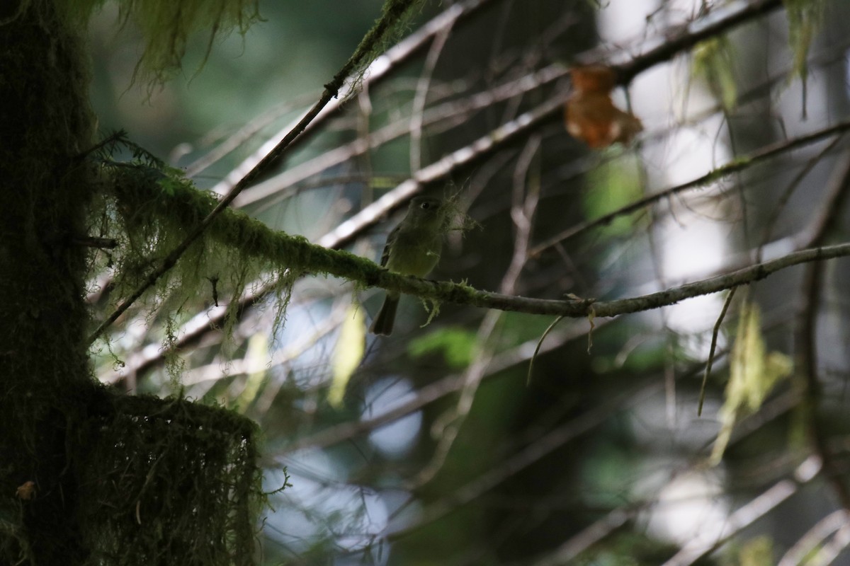 Hammond's Flycatcher - ML340363091