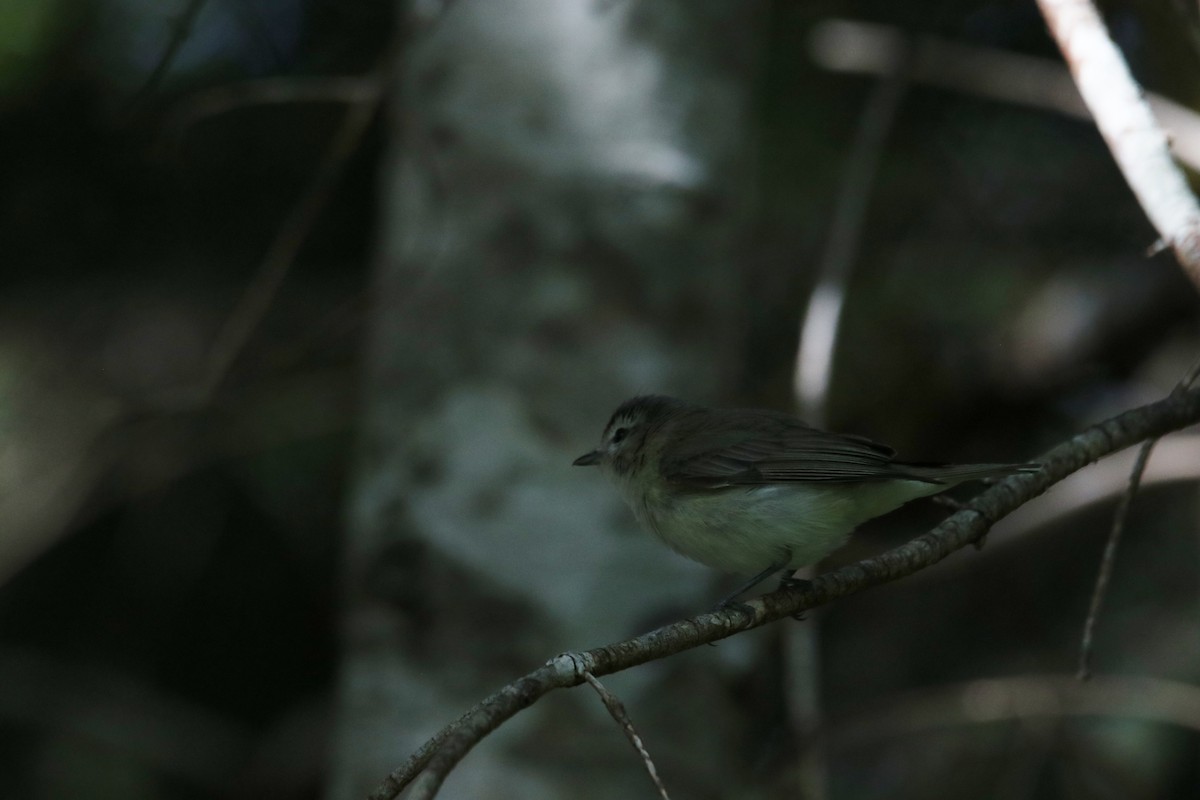 Western Warbling Vireo - ML340363321