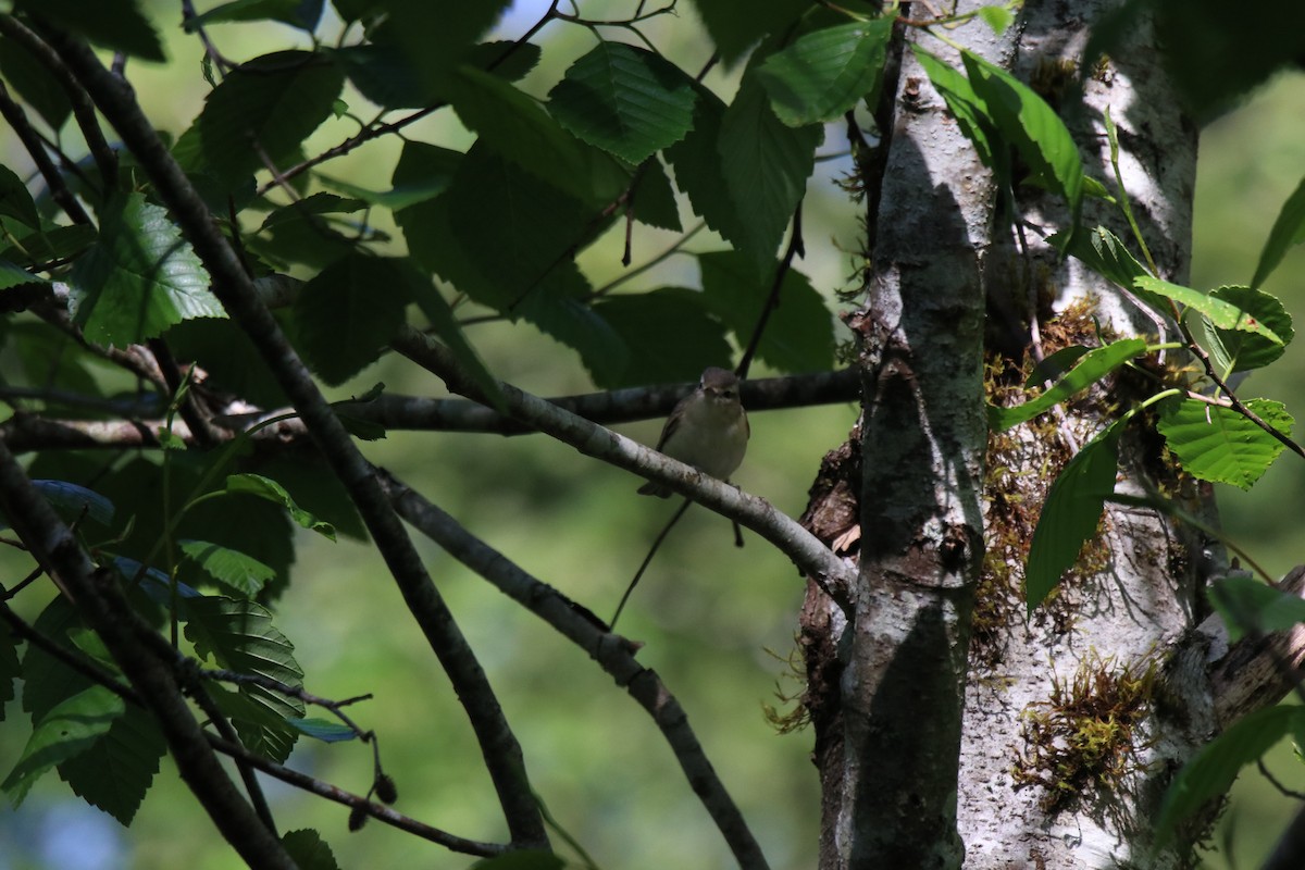 Western Warbling Vireo - ML340363661