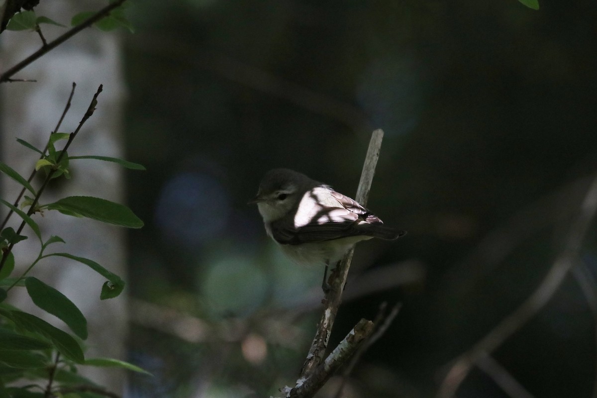 Western Warbling Vireo - ML340363771
