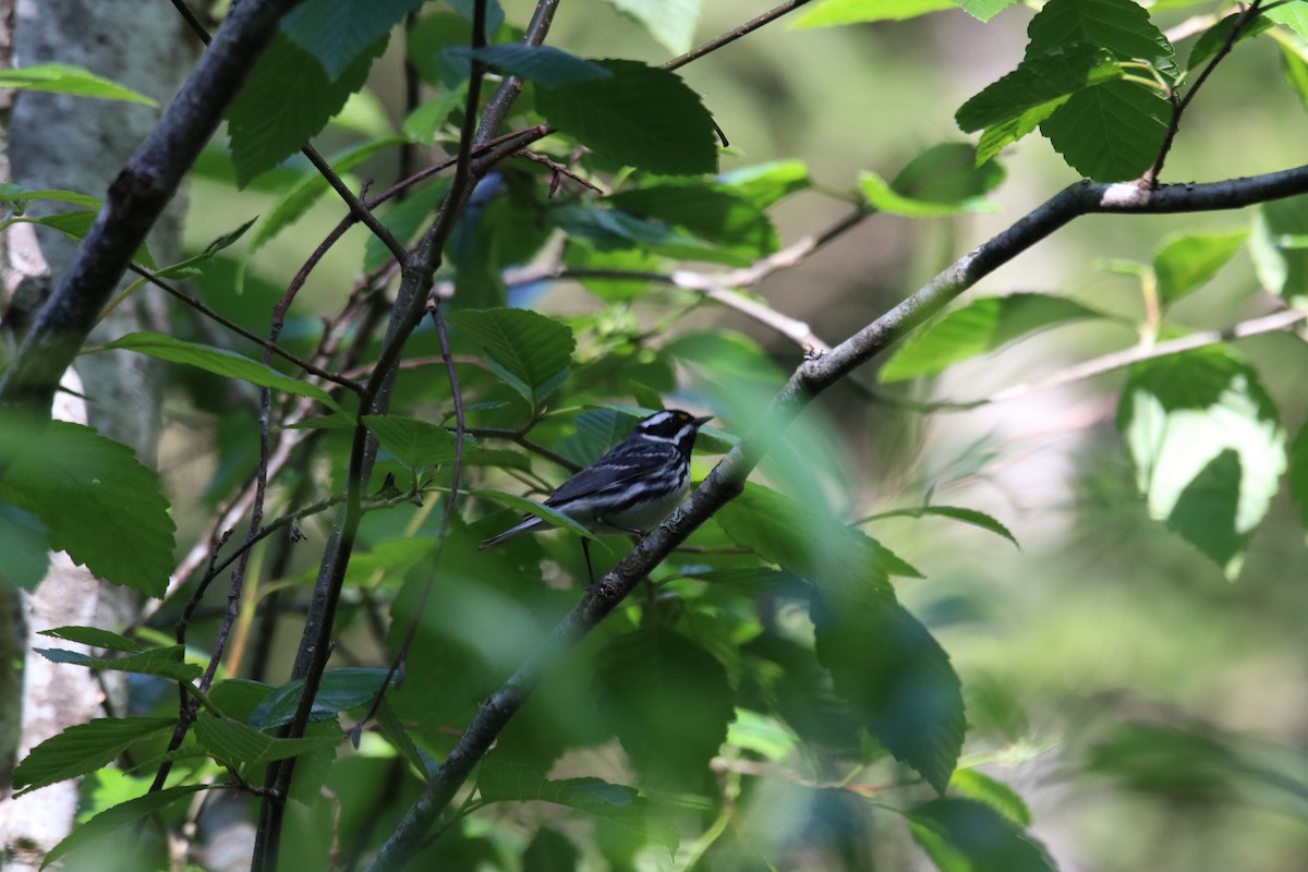 Black-throated Gray Warbler - ML340364111