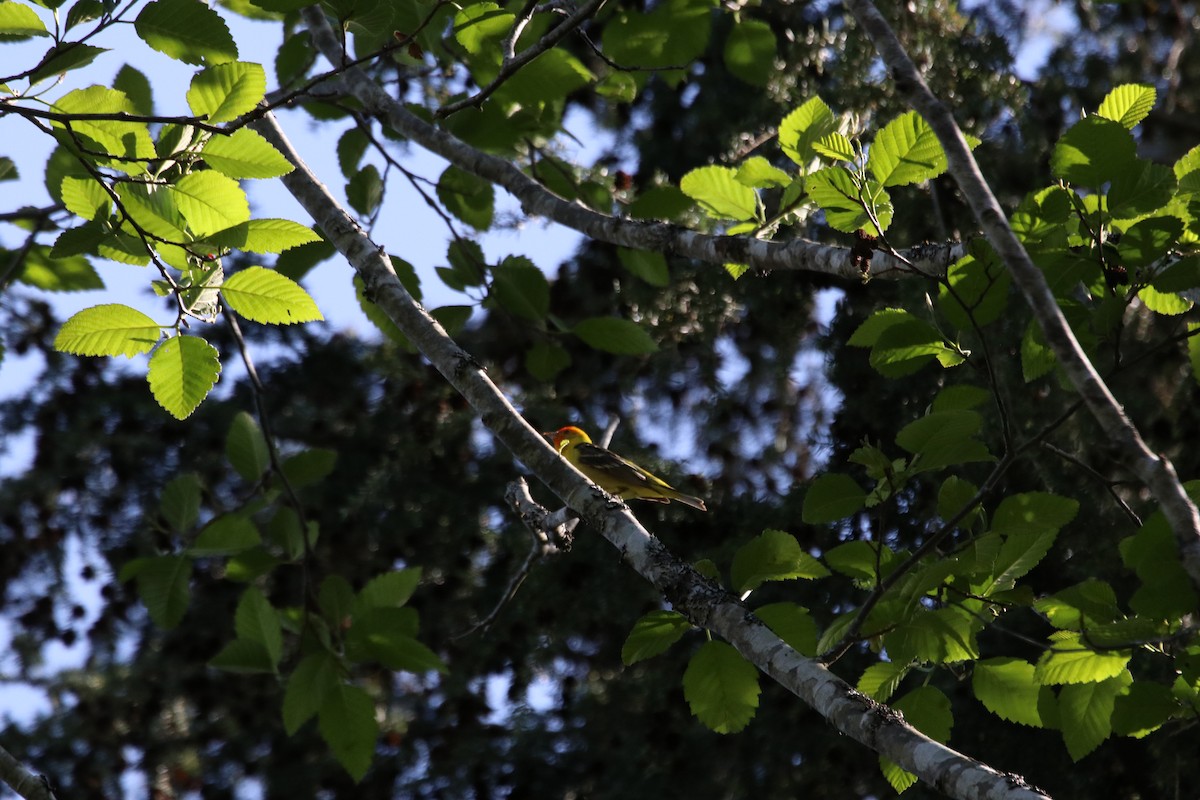 Western Tanager - ML340364121