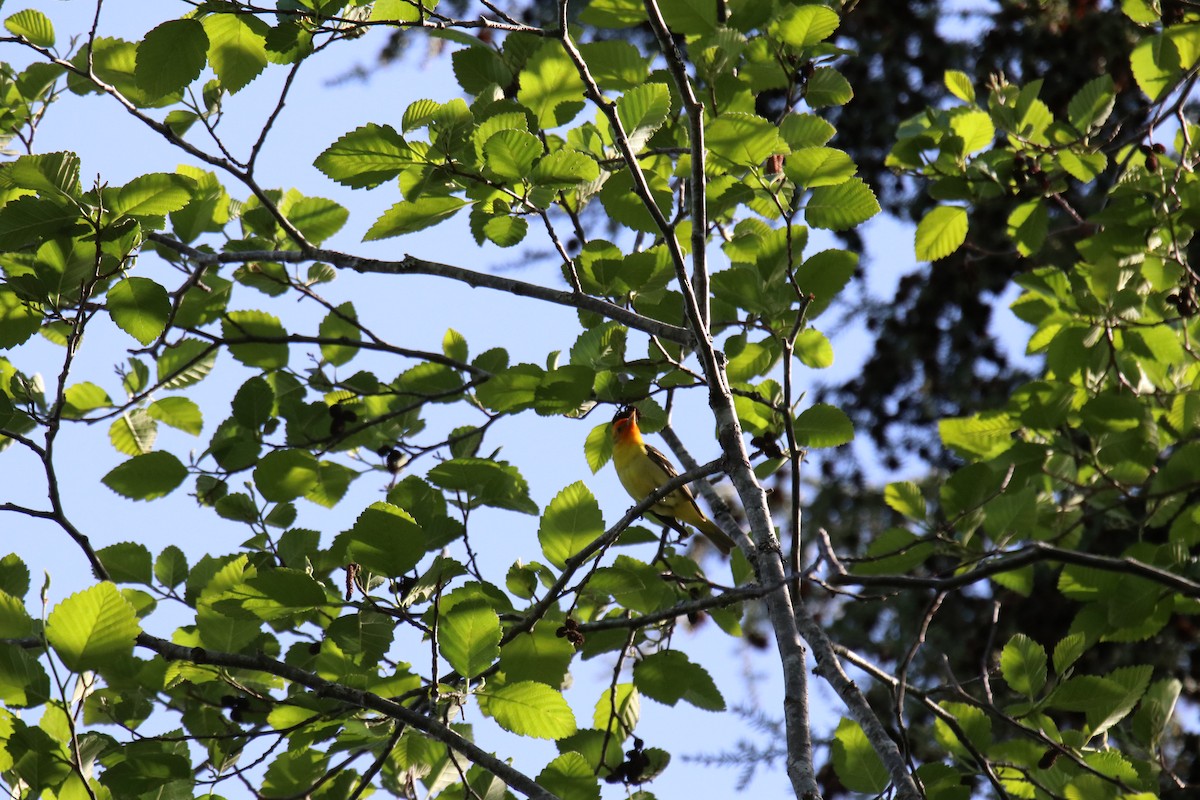 Western Tanager - ML340364221
