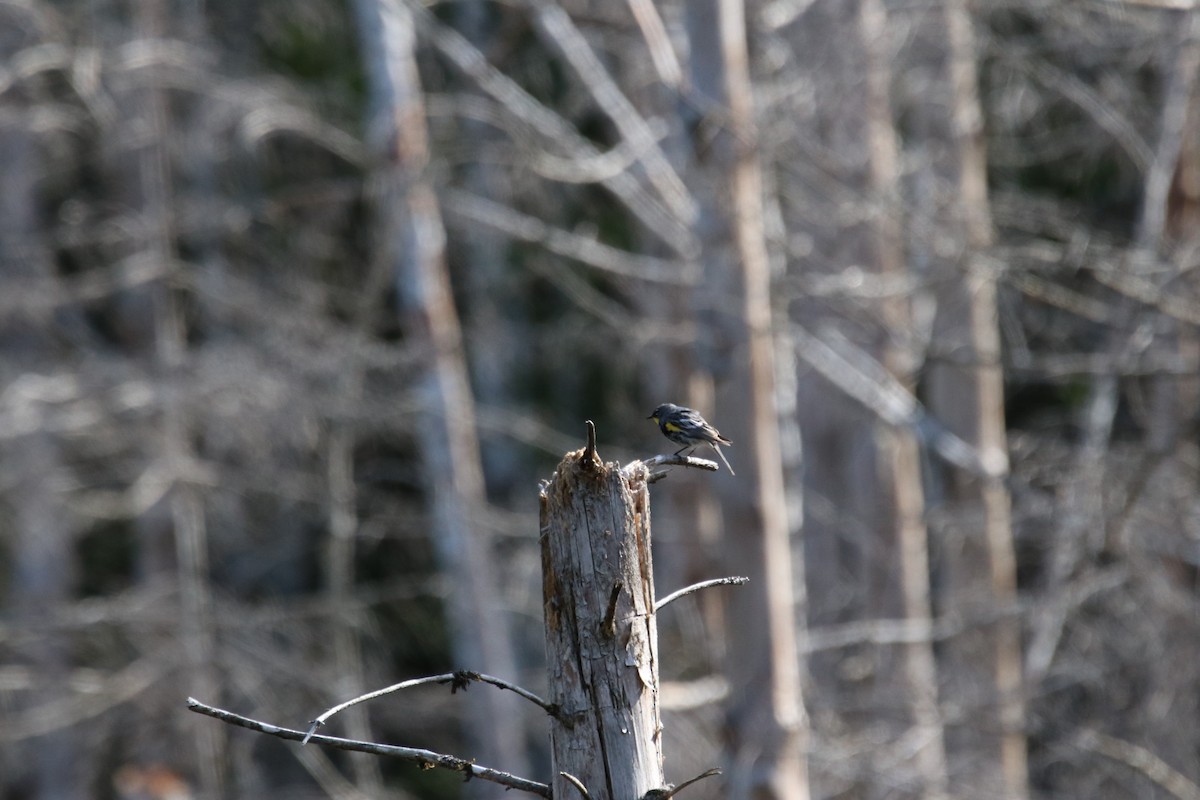 Yellow-rumped Warbler - ML340364661