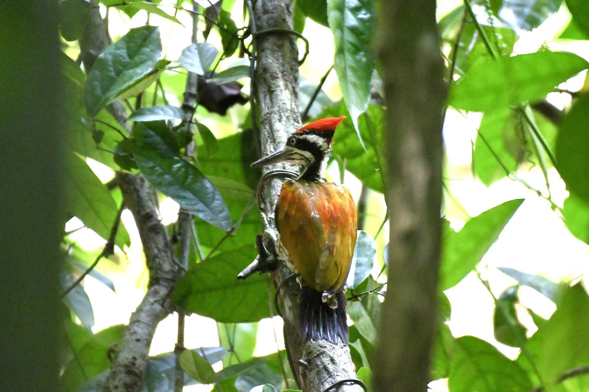 Greater Flameback - Teeranan Tinpook