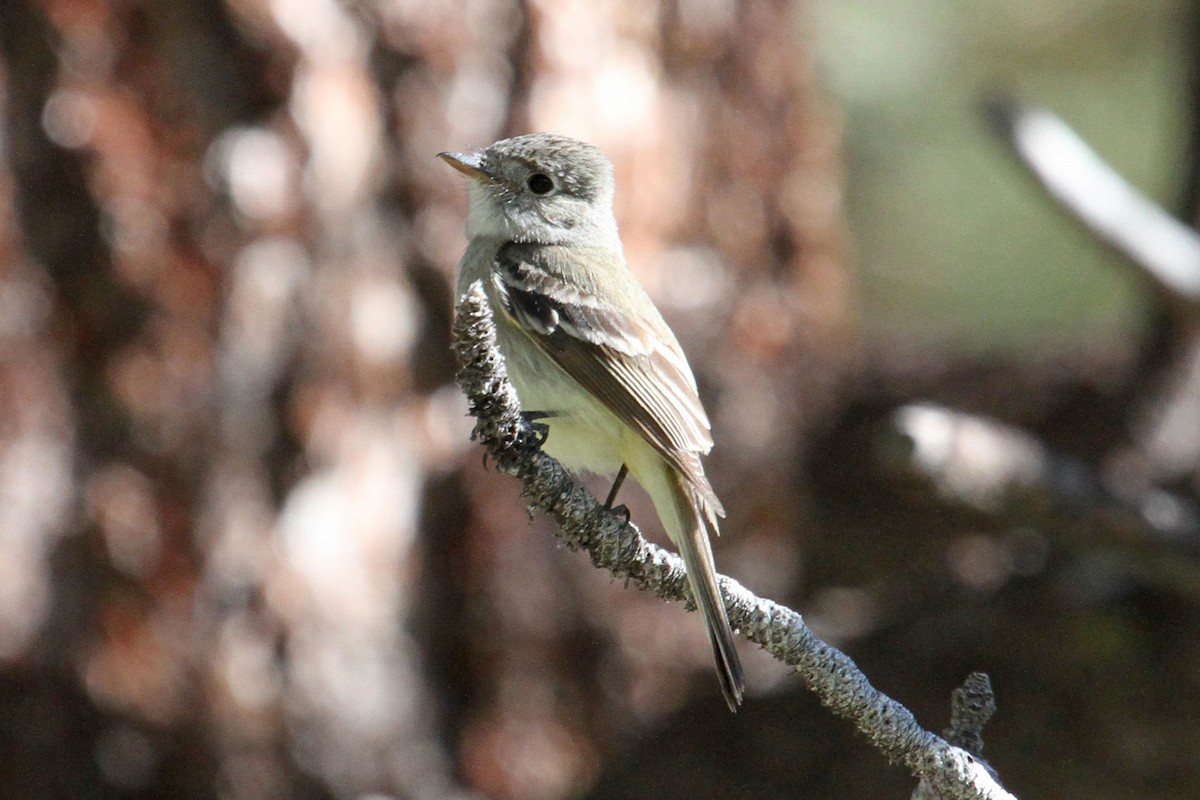 Dusky Flycatcher - Jamie Chavez