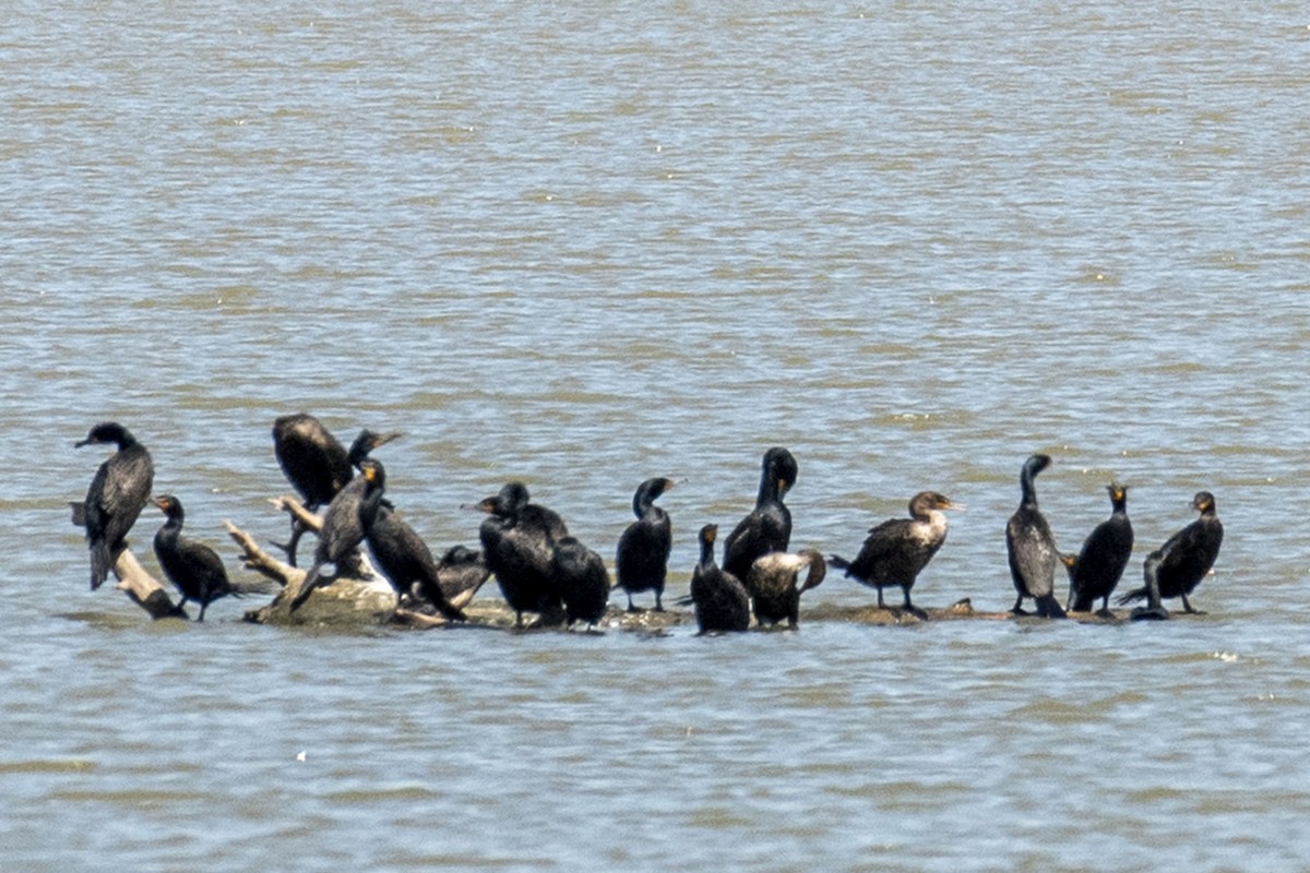 Double-crested Cormorant - Rosemary Kovacs