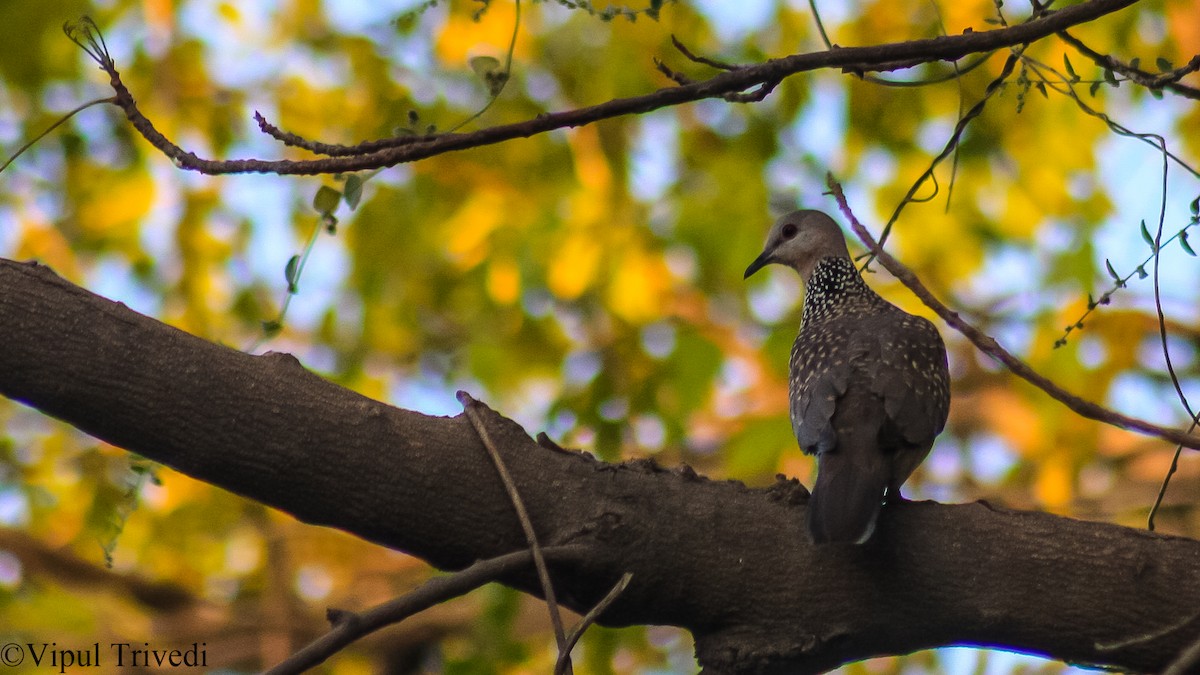 Spotted Dove - ML340365801