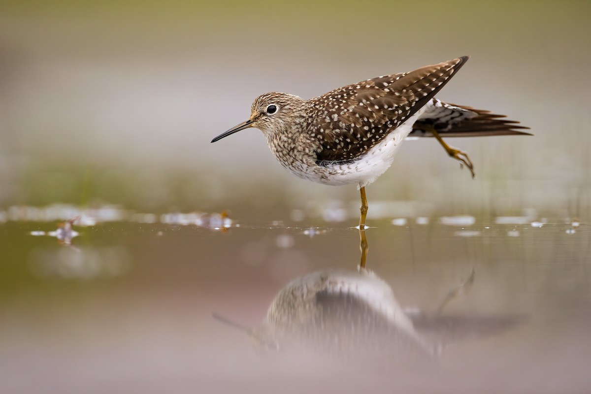 Solitary Sandpiper - ML340366591