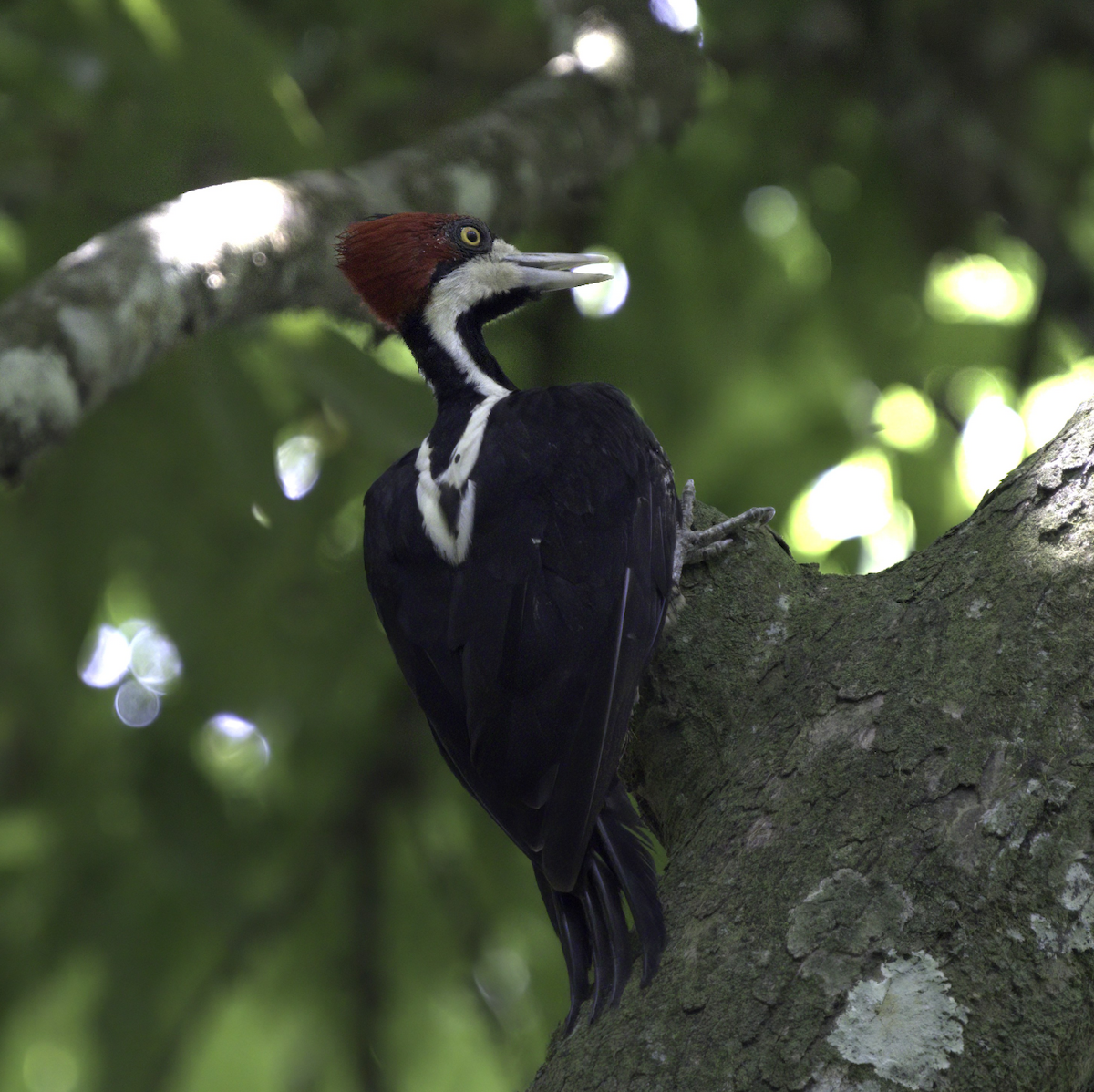 Crimson-crested Woodpecker - ML340367531