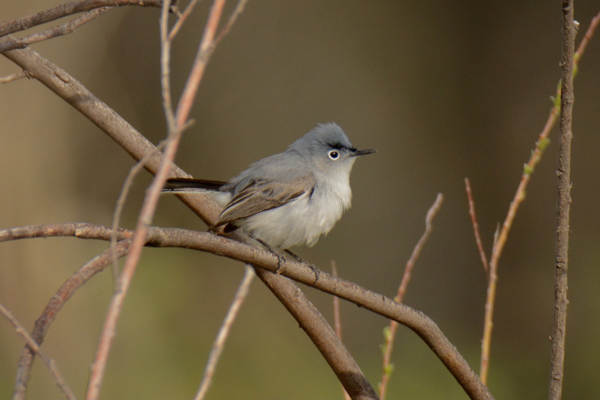 Blue-gray Gnatcatcher - ML340367731