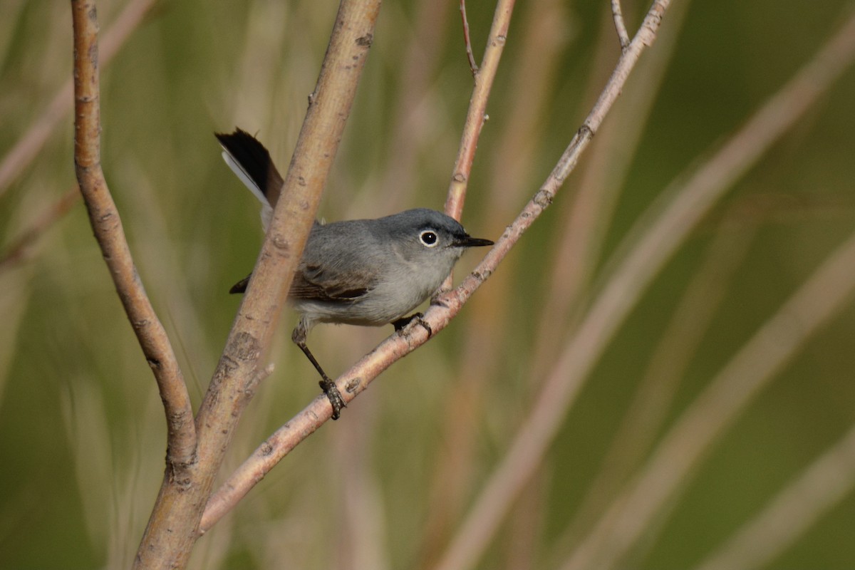 ブユムシクイ - ML340367771