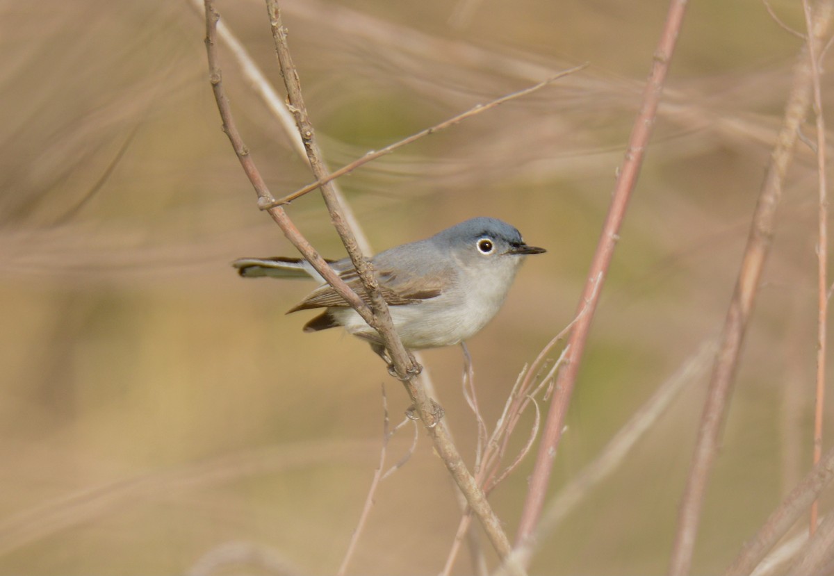 ブユムシクイ - ML340367801