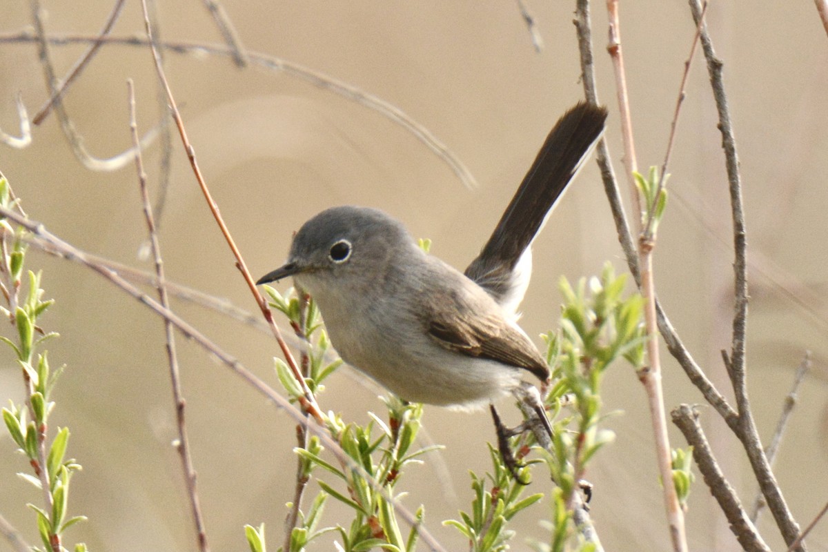 Blue-gray Gnatcatcher - ML340367831