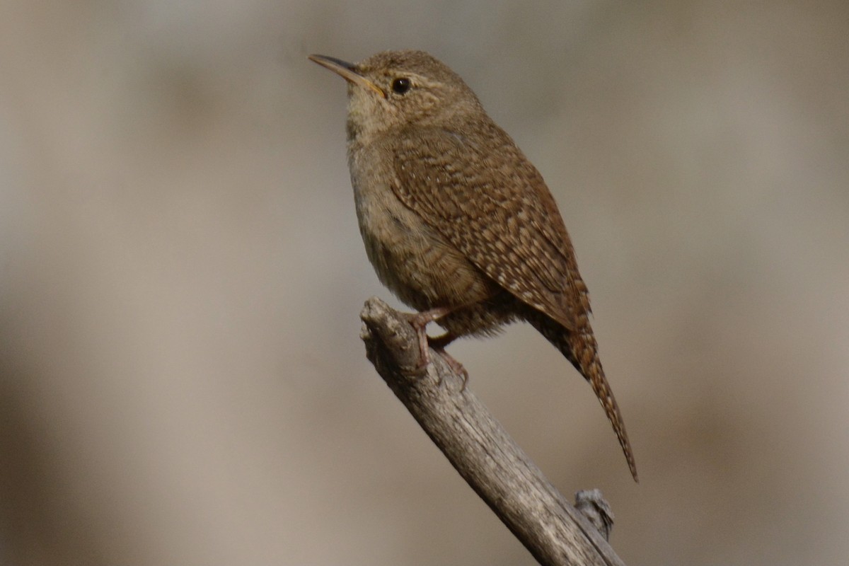 Northern House Wren - ML340367941