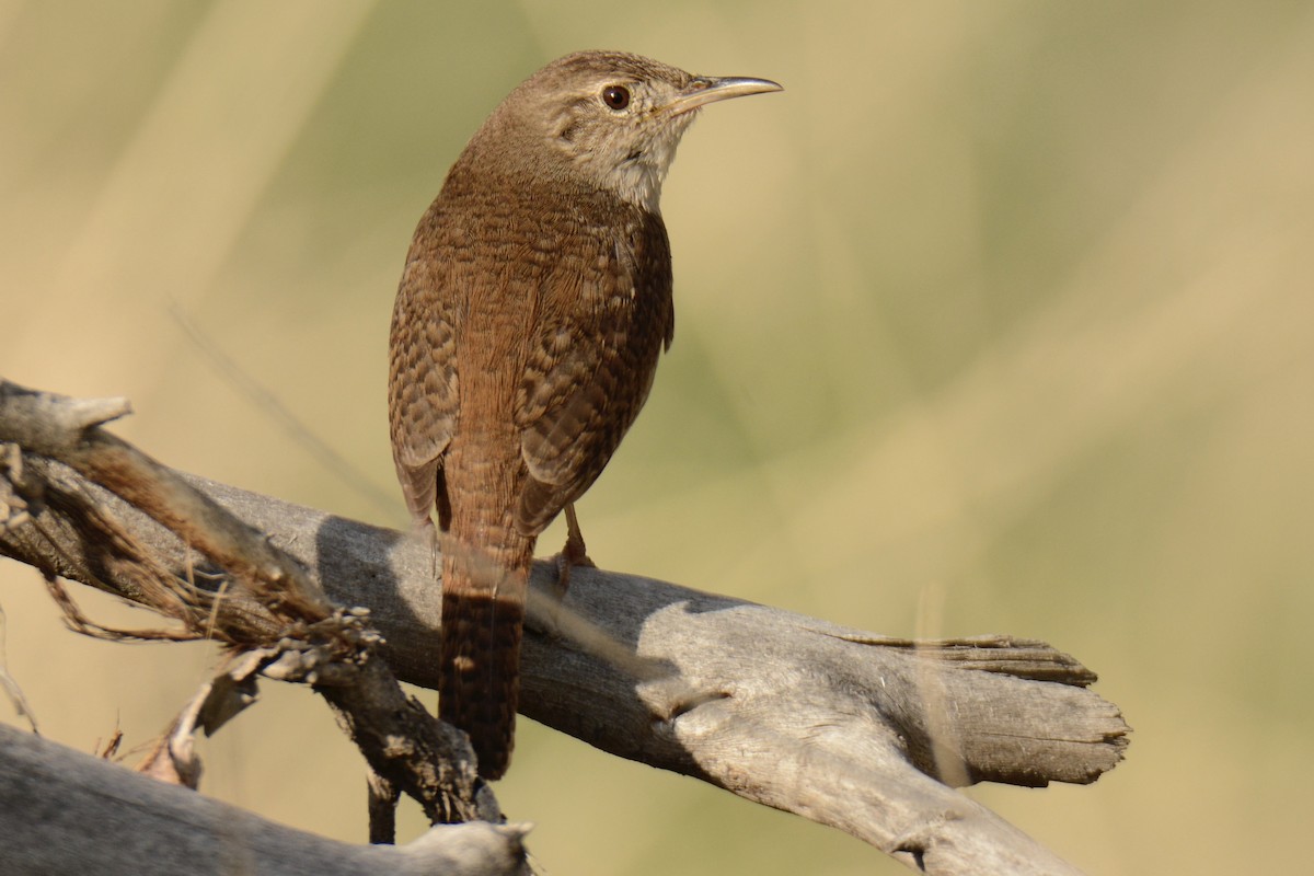 Northern House Wren - ML340367951