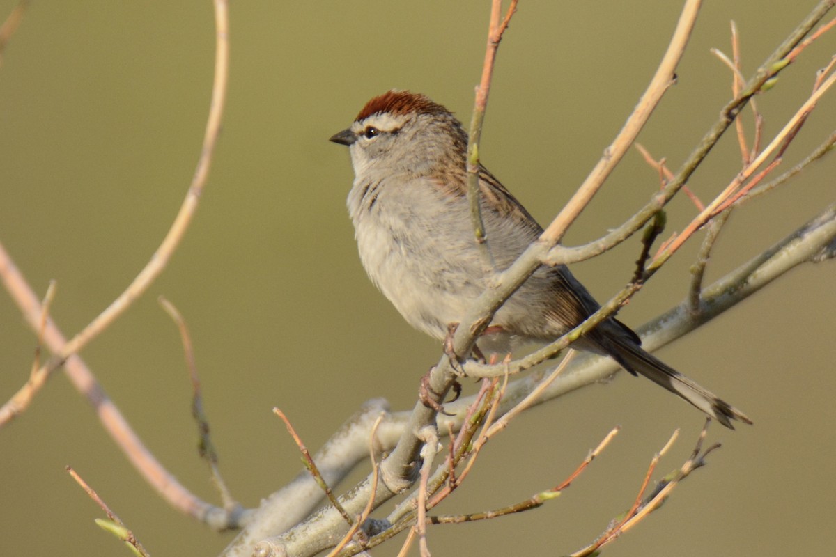 Chipping Sparrow - ML340367991