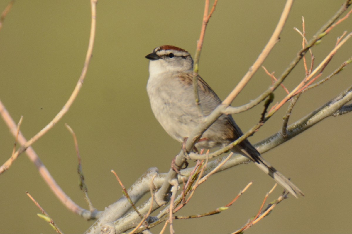 Chipping Sparrow - ML340368021