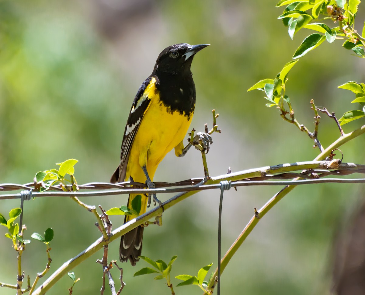 Scott's Oriole - ML340368121