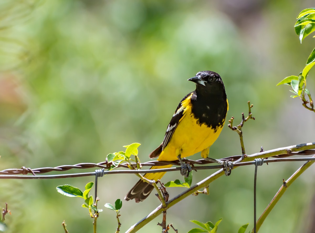 Scott's Oriole - ML340368421