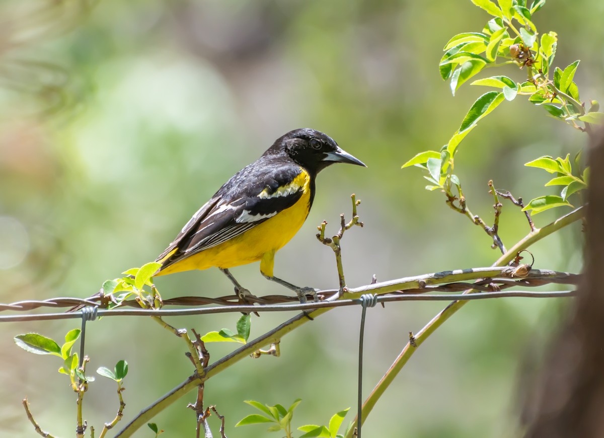 Scott's Oriole - ML340368791