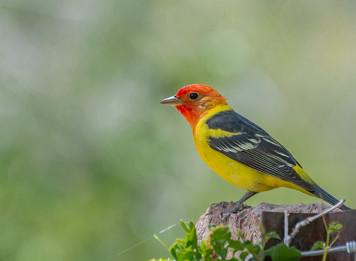 Western Tanager - Damon Haan