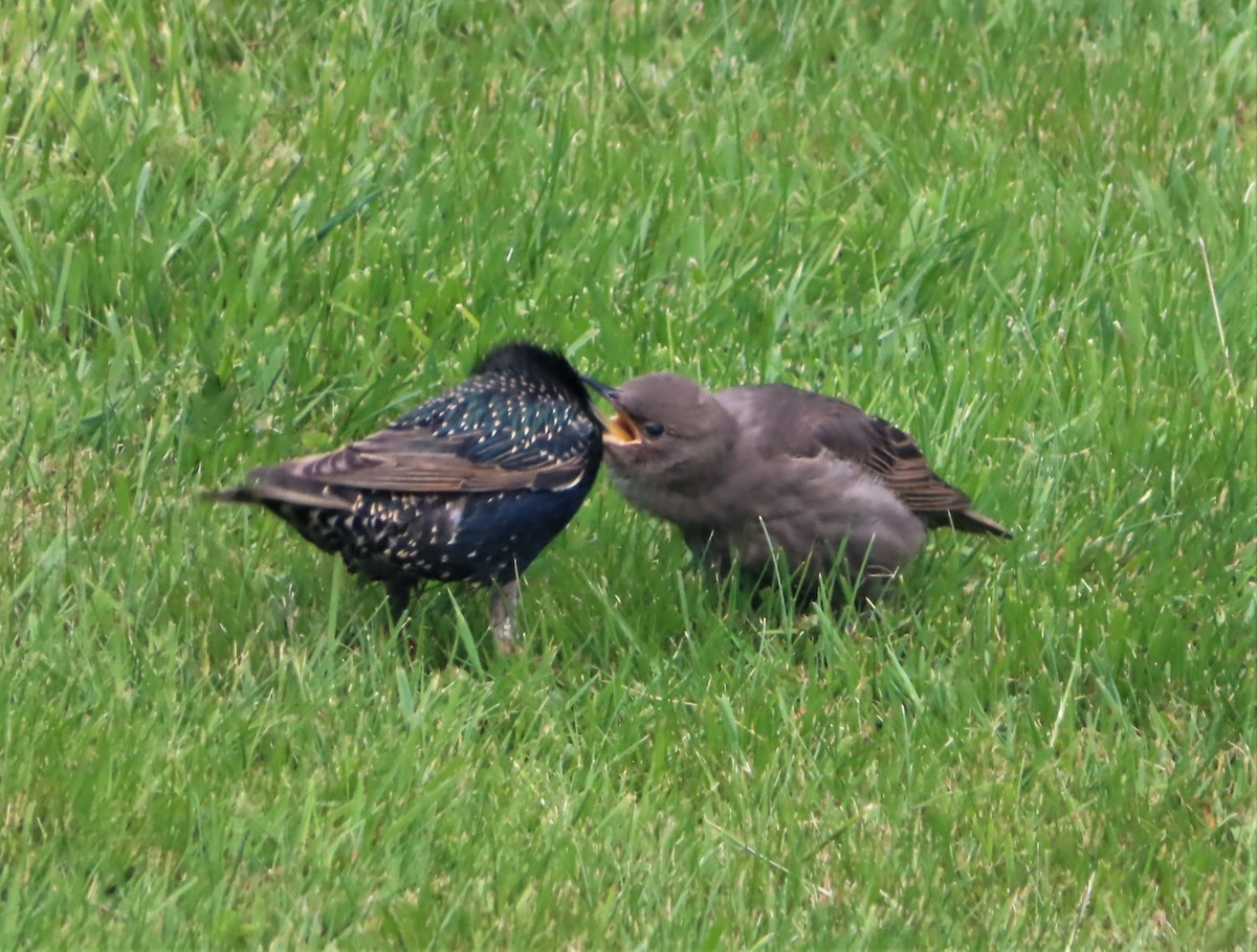 European Starling - ML340369441